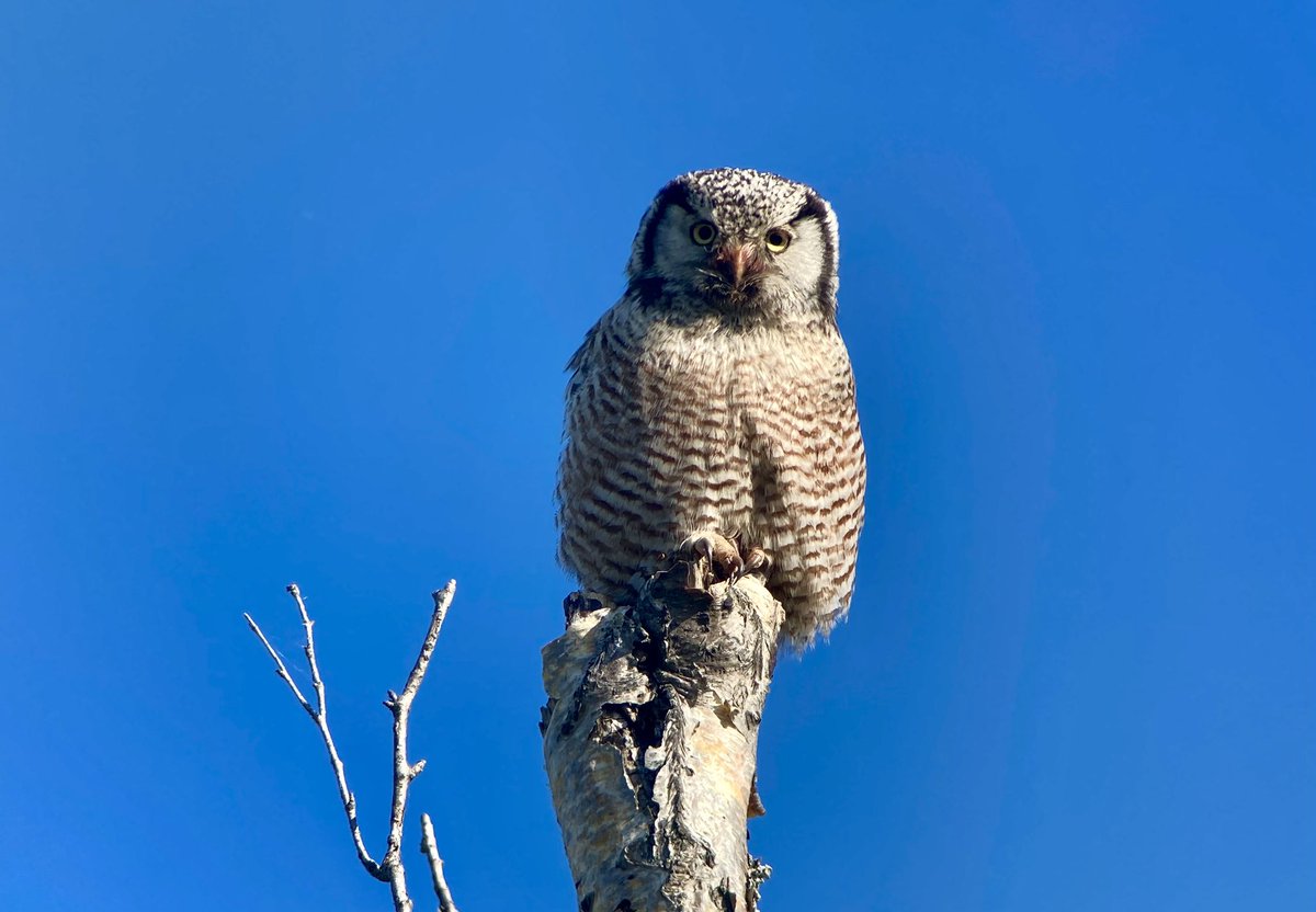 bzimmerbirds's tweet photo. Incredible studies of Northern Hawk Owl near Denali! #VENTbird #grandalaska https://t.co/W5bybb92KE