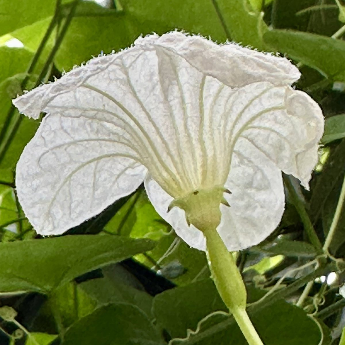 S_Sivakumar's tweet photo. #BacksideBeauty #HomeGarden https://t.co/7cuzYdYitF
