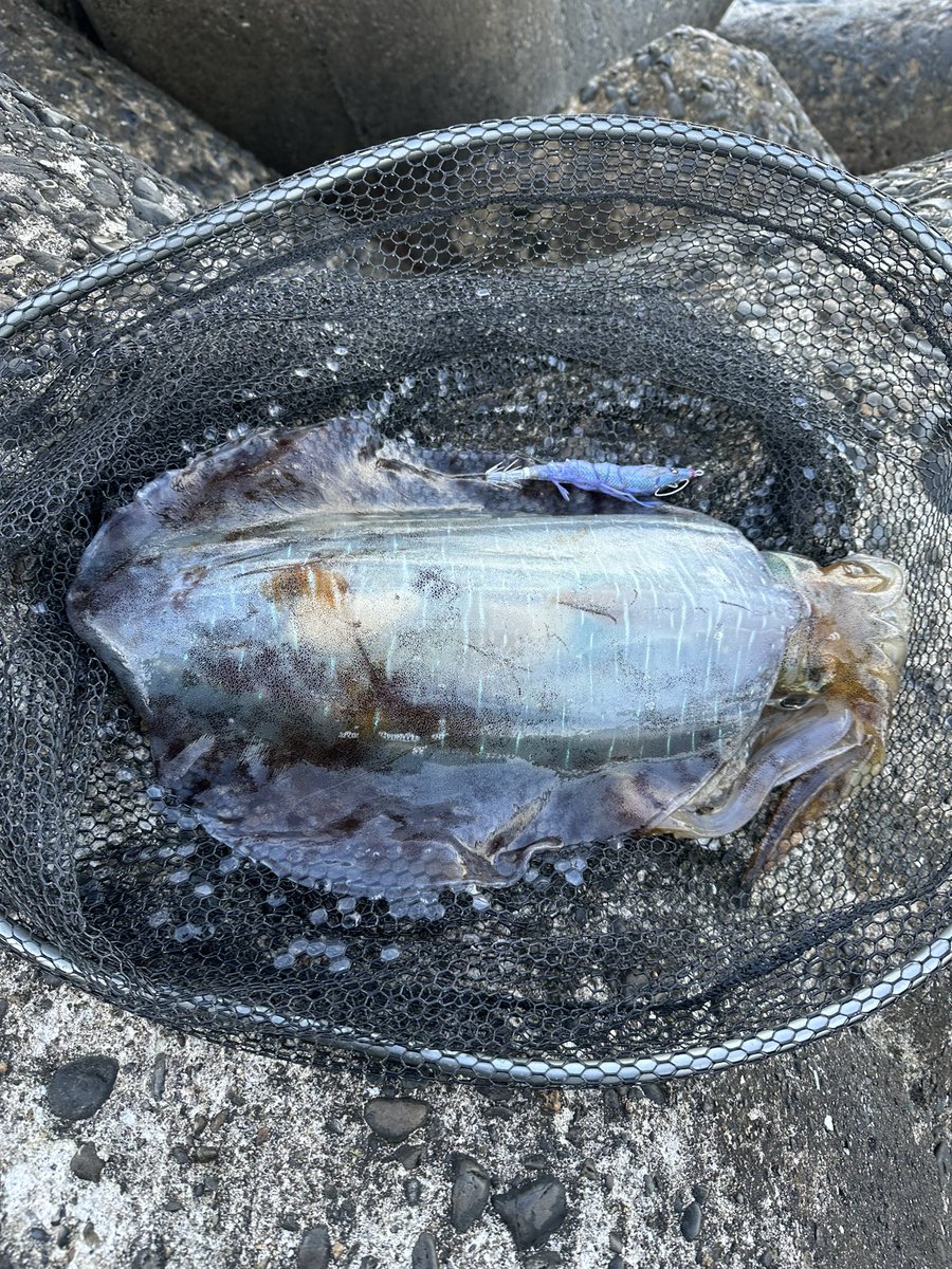 breaden623's tweet image. 今期、最大1.88Kg‼️
惜しくも2キロチョイたらなーず😅

#アオリイカ
#チョイたらなーず