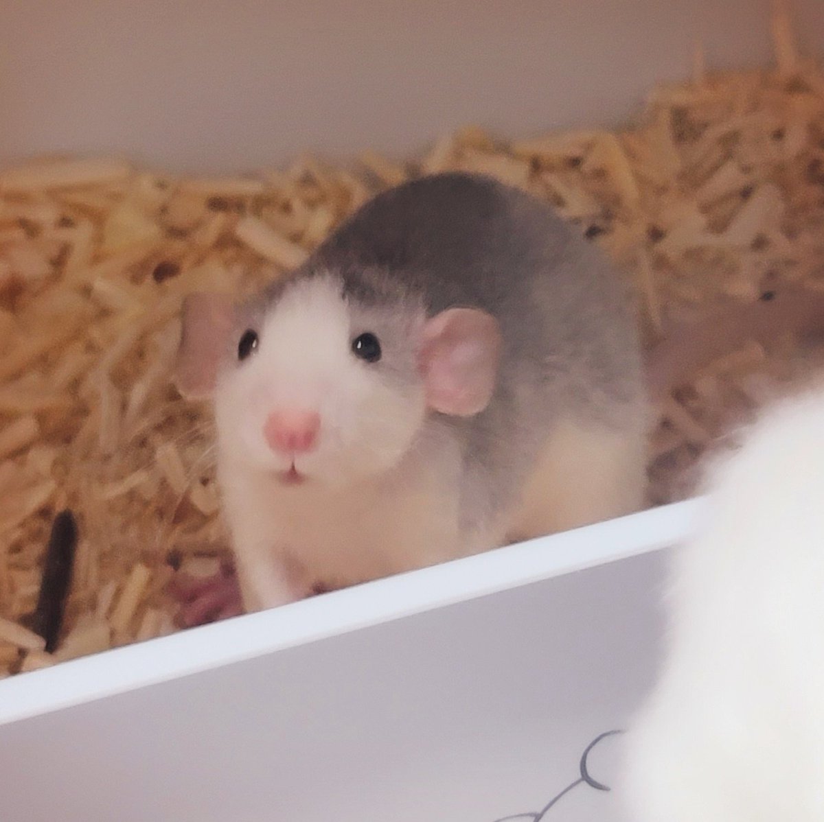 아니이ㅣㅣ 표정 정말 큐티라고
#로떡이