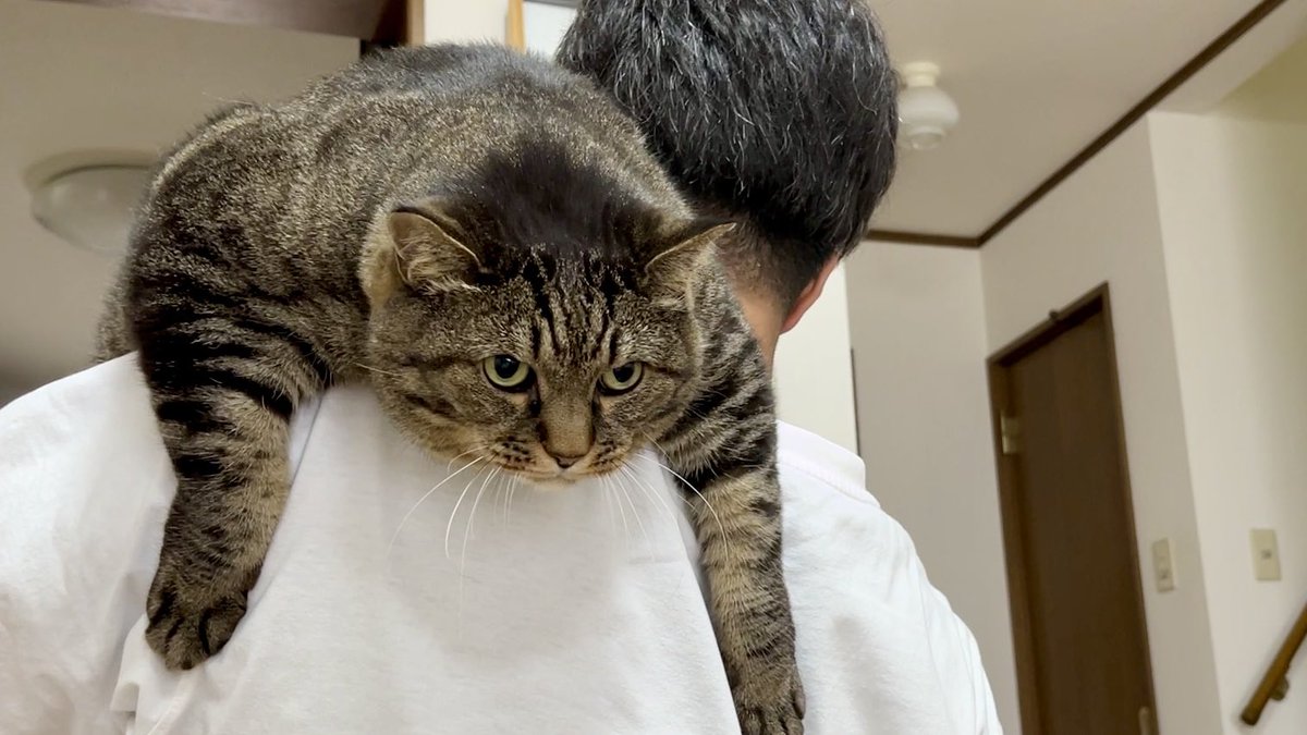 まめたろう 10さい 8.7キロです。