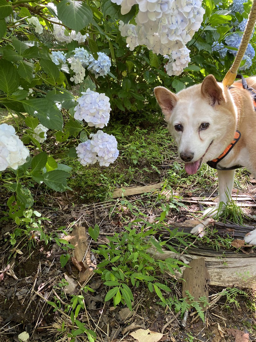 こんにちは🌸
久しぶりに土日休みになりドライブへ来ています。
見頃な紫陽花をバックにパシャリ🐶
来年もみんなで一緒に行きましょう！

#犬のいる幸せ  #dogs #dog #doglovers #雑種　#ハチワレ　#シニア犬　#犬　#老犬　#15歳3ヶ月　#家族　#紫陽花　#スマイル　#smile