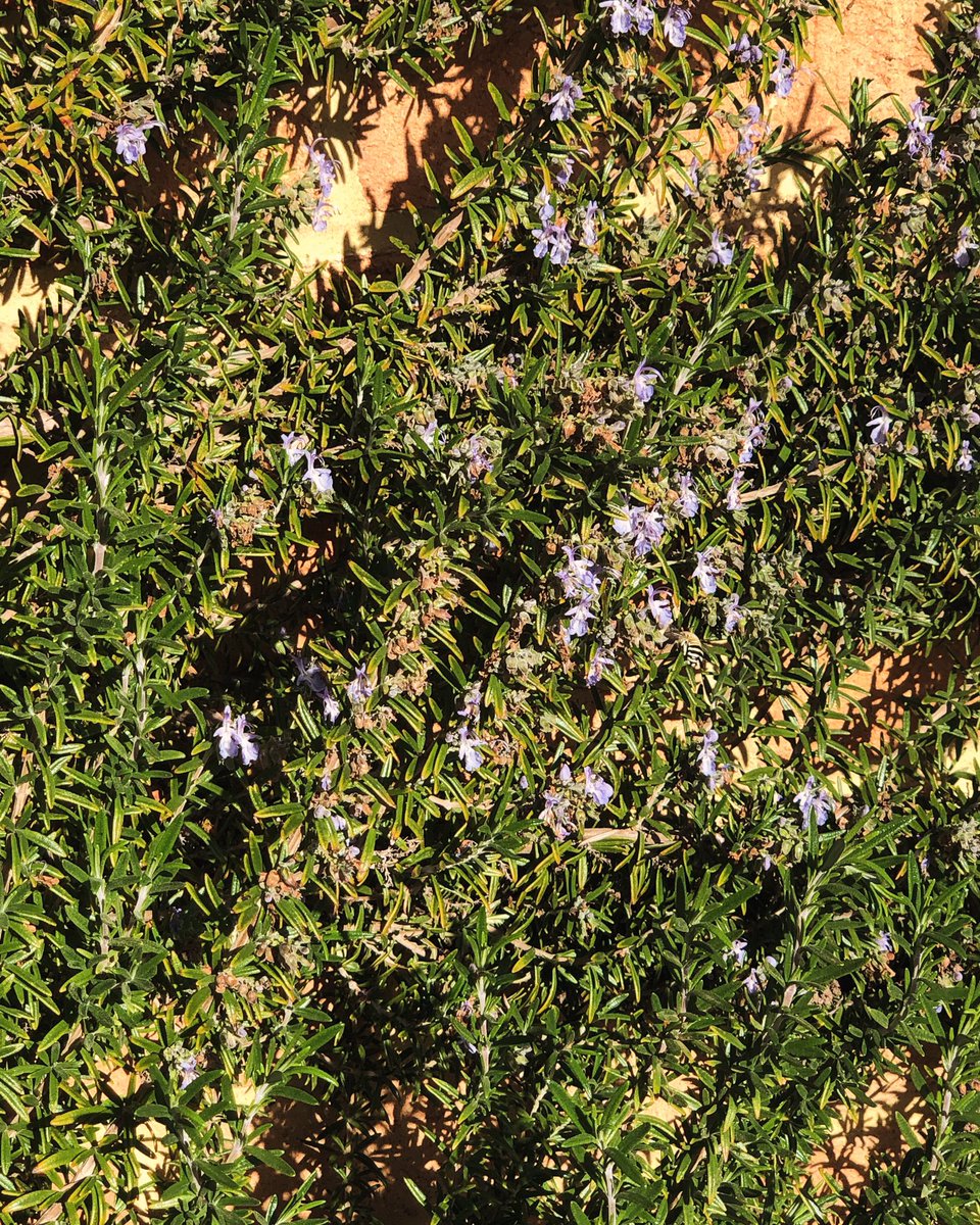 waspwench's tweet photo. Ma’am, it is winter! I had a surprise visitor to my rosemary this morning. Zoom in to spot her. My face was hit with a flurry of surprise, excitement, and a pinch of concern. 

#pollinators #nativebee #Amegilla #gotobed #winter #ozpollinators #bee #pollination #ecology #blue https://t.co/Q9kFI4o65J