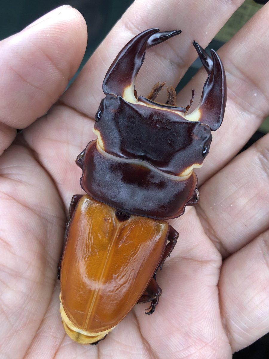 AJ5(AJ1×AJ1)
皮剥いたらこんな感じでした😅