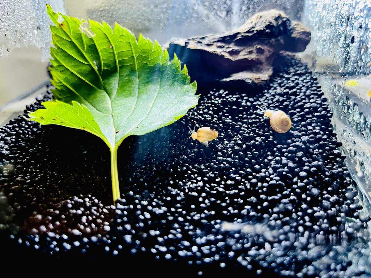 大きく育てよエスカルゴ 