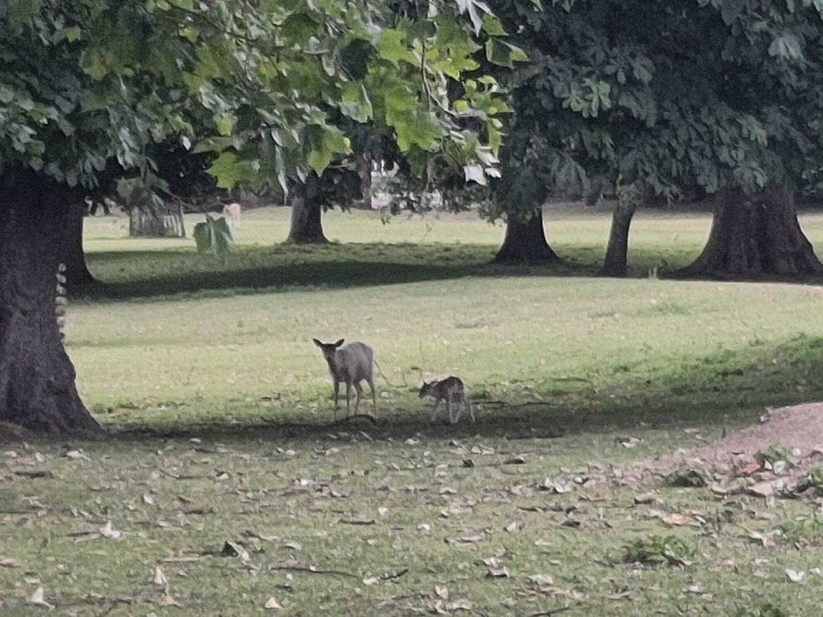 Laura Fortunato | evolutionary anthropologist tweet media