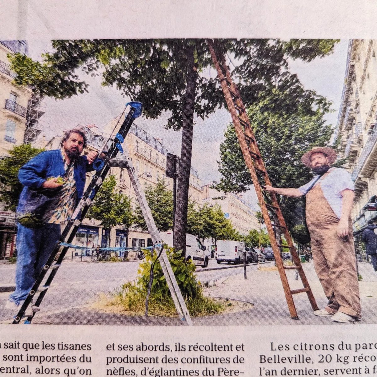 Les rues de Paris sont des vergers, y'a du tilleul et des beaux gosses dans les arbres 😉🌳 On se fait bientôt une tisane géante tous ensemble? ☕🫖:)

#ParisEstUnVerger #GlanageUrbain

leparisien.fr/paris-75/paris…