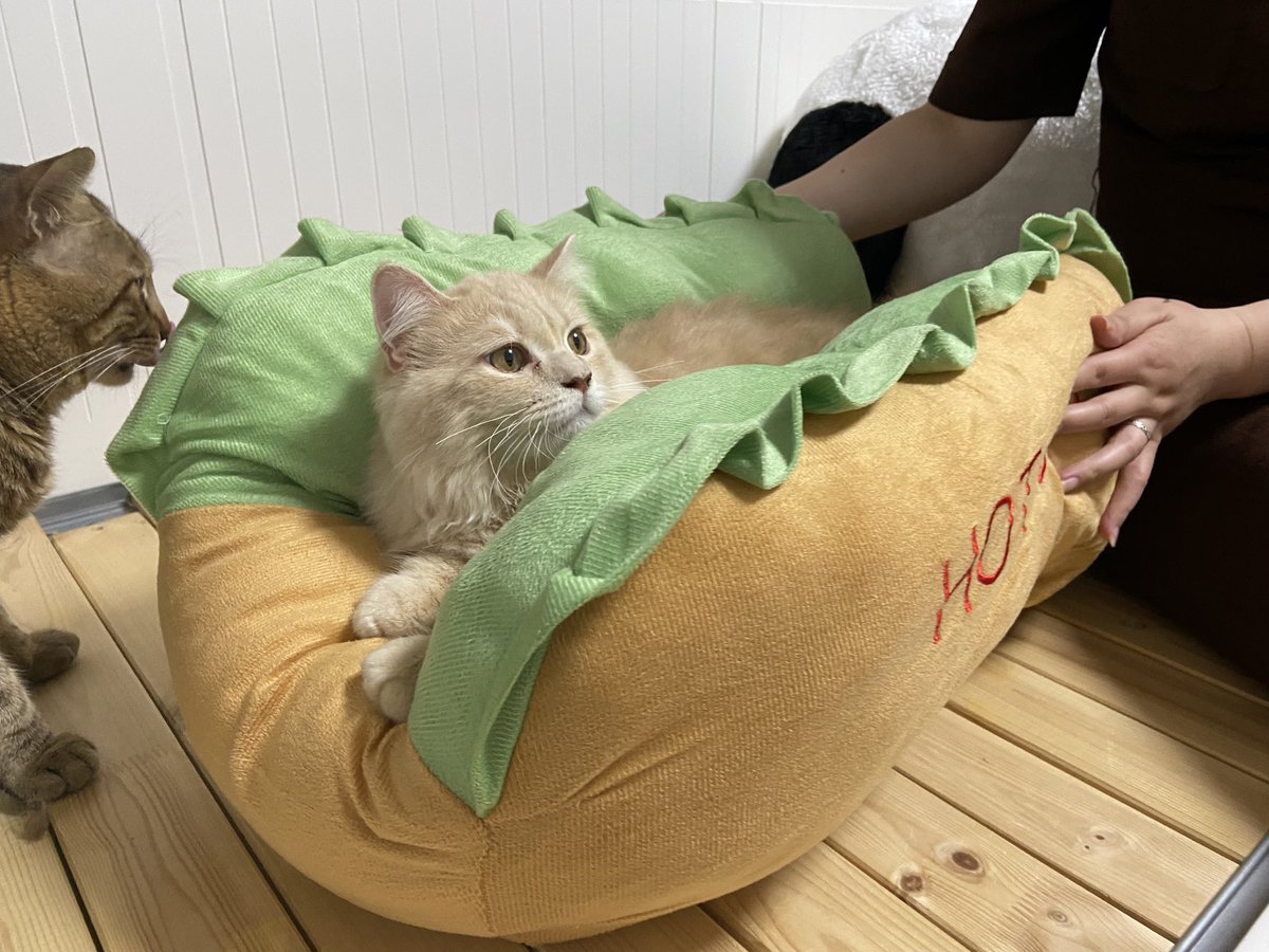 shishitoras's tweet photo. こ、これは！ホットニャック！？
しぐれが喜んで乗っておいしそ…可愛い！と思って挟んだら急にイカ耳になったww
#しぐれ #ラガマフィン #ししまる #猫 #猫のいる暮らし #猫好きさんと繋がりたい https://t.co/CtV2xRS4zO