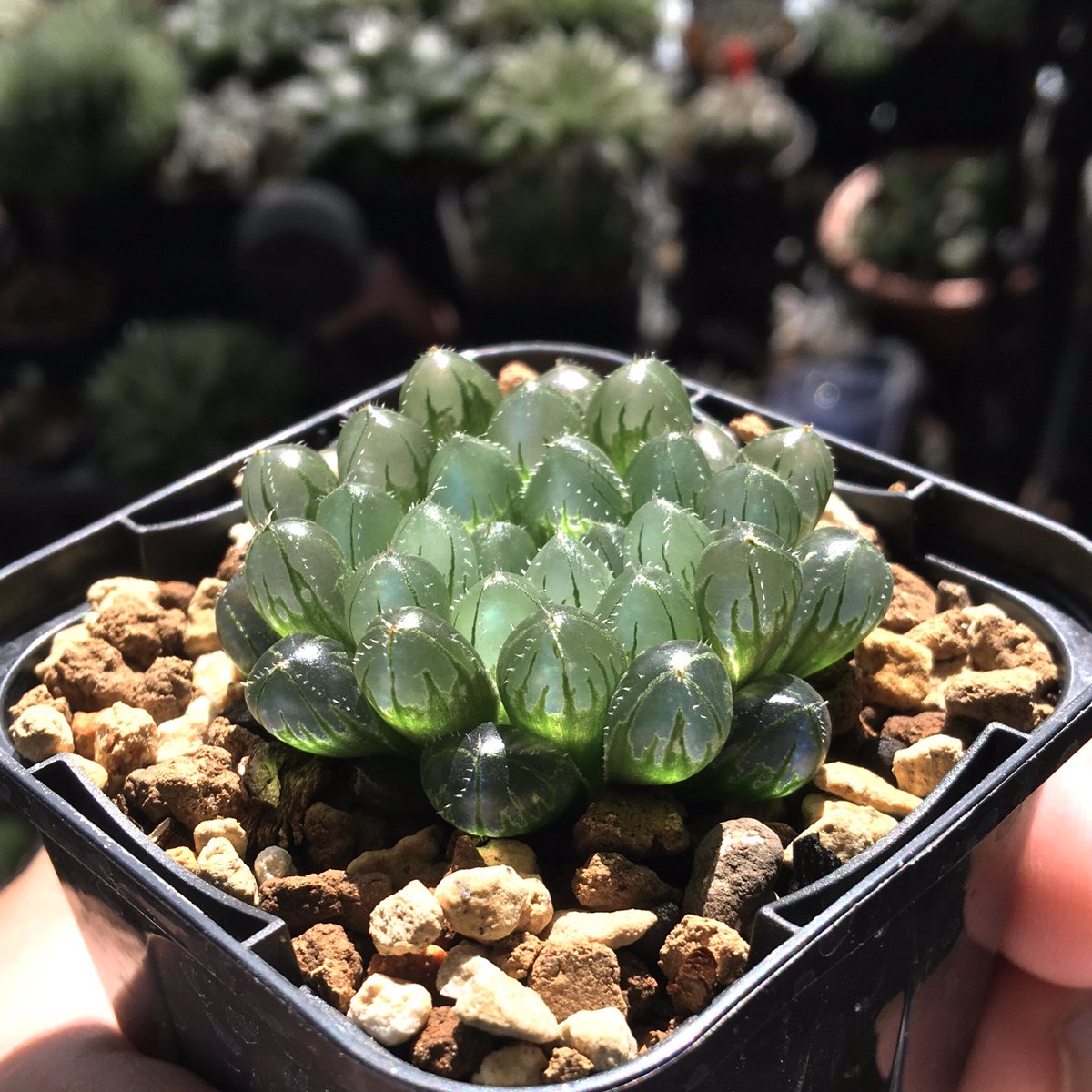 ハオルチア　ハオルシア　ソルディダ　セラアート3寸ロング ハオルチア ハオルシア ソルディダ セラアート3寸ロング ハオルチアの