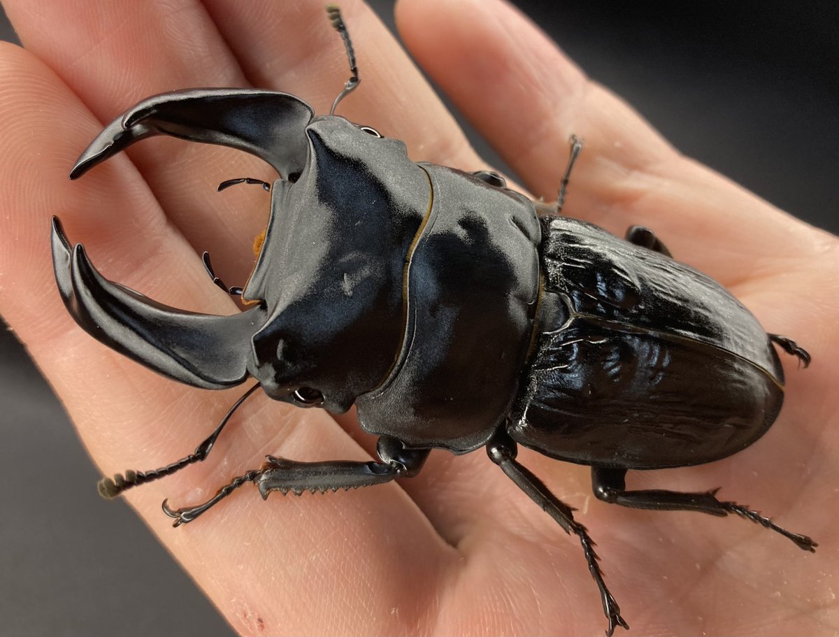 かなーり久々の連続投稿！

A160G
スペック : 77(28.4)7.05mm

自力完品羽化のゴツい張飛(^^)
羽化時の印象では種親として使わないかと考えていましたが、色付いてから見ると良いところも見えてしまったり…

形状が気に入っている1頭😄