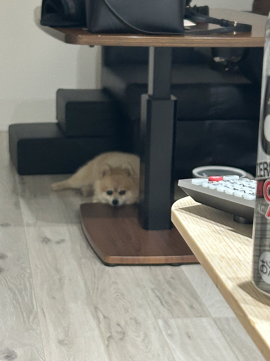 goe0606's tweet photo. ちっ。パパなんもくれないなー。なごえ https://t.co/KZcwlD94tS