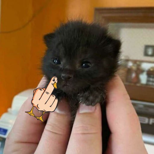 ittybittycto's tweet photo. $ITTY WISHES YOU A GOOD MORNING

SAY GM BACK https://t.co/I06oiekUvc