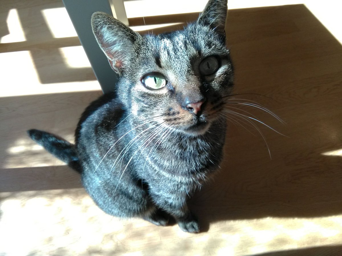 Good Morning! 🌞 Have a blessed Saturday everyone. 🙏😇💯 My uncle's cat. ❤️🐈‍⬛❤️ P. S. I have taken this photo. 💯 #goodmorning #cat #photo #saturday