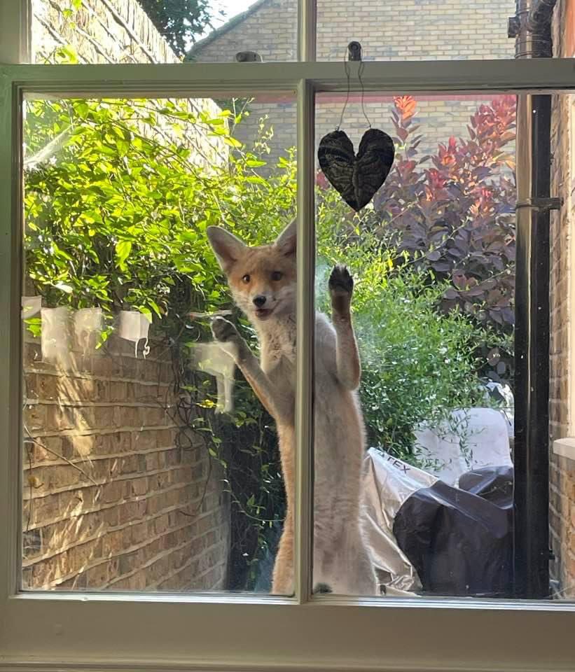 Had a Facebook Memory from 2 years ago. Wasn’t chosen as a #foxoftheday then, second time lucky?