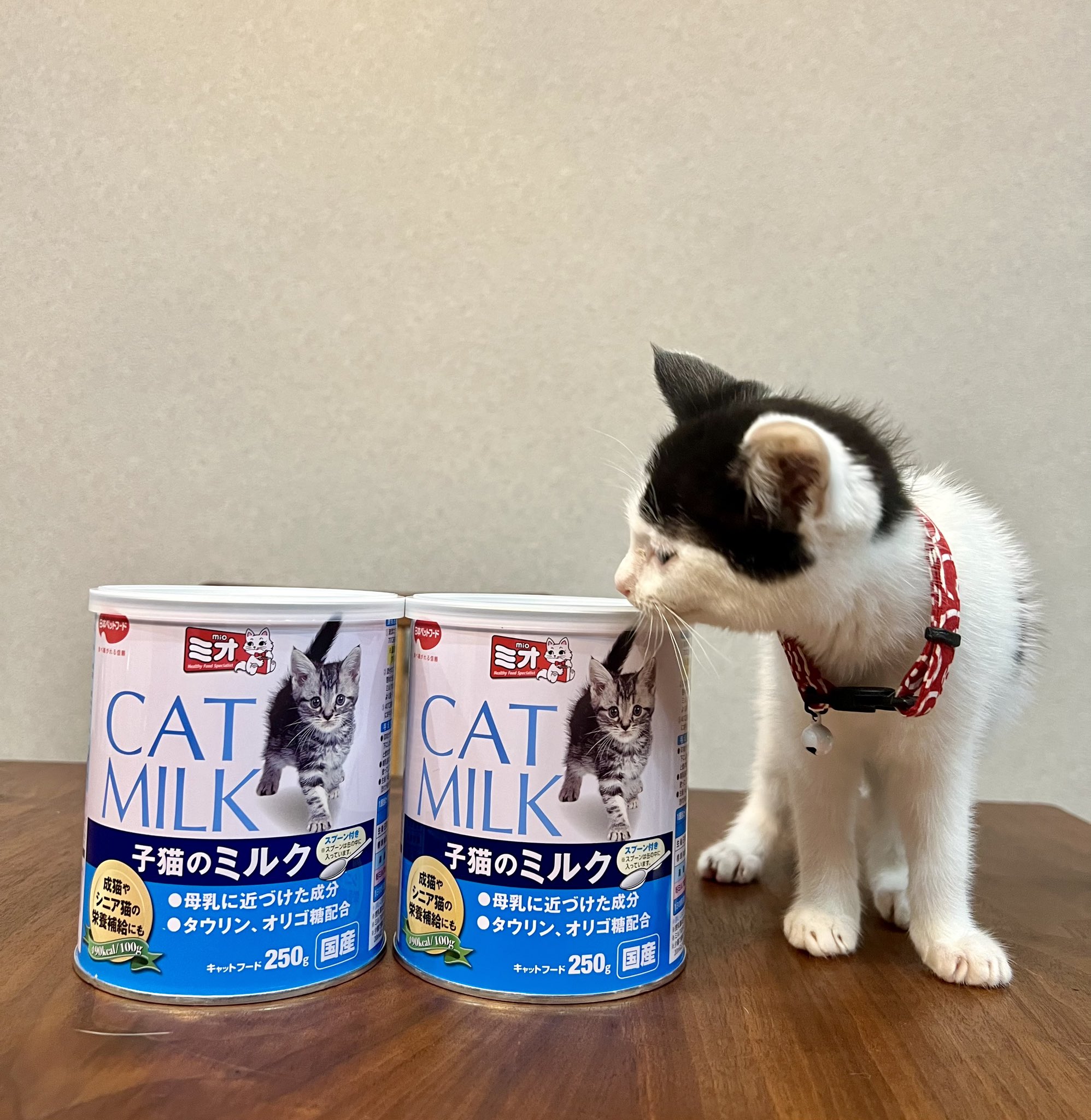 ミオ キャットフード 子猫のミルク 母乳に近づけた成分 国産 猫