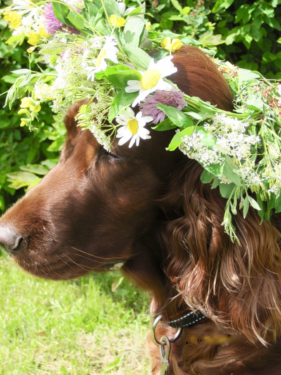 Ikuinen juhannustyttömme Sissi - nyt jo muistoissa - toivottaa palvelusväkineen hyvää juhannusta kaikille 🤗 🐾🦮