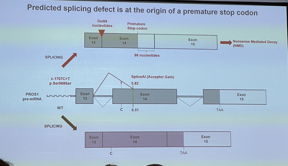 Melanie Daniel (@danielmelaniemd) on Twitter photo Great presentation by <a href="/morange_pierre/">pierre morange</a> on PROS1 Ser569Ser as a potential culprit in unprovoked VT through splicing defect
#ISTH2024 Great presentation by <a href="/morange_pierre/">pierre morange</a> on PROS1 Ser569Ser as a potential culprit in unprovoked VT through splicing defect
#ISTH2024