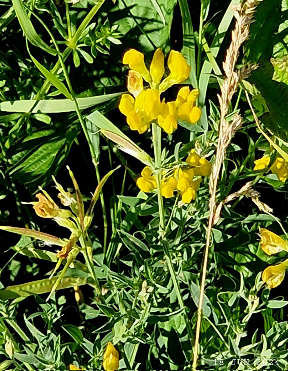 IDadzkov's tweet photo. Meadow wetchling. Gulvial. Чина луговая.
#nature #summer #flowers #MeadowWetchling #gulvial #foddercrop #MedicinslHerb #FlowersPhoto https://t.co/rKBwi3vnKD