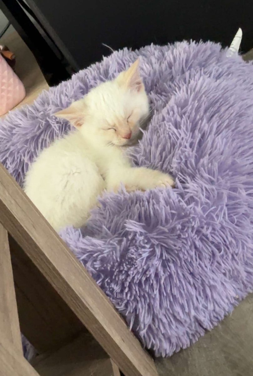 i’m so sorry my shed cat is so fucking cute