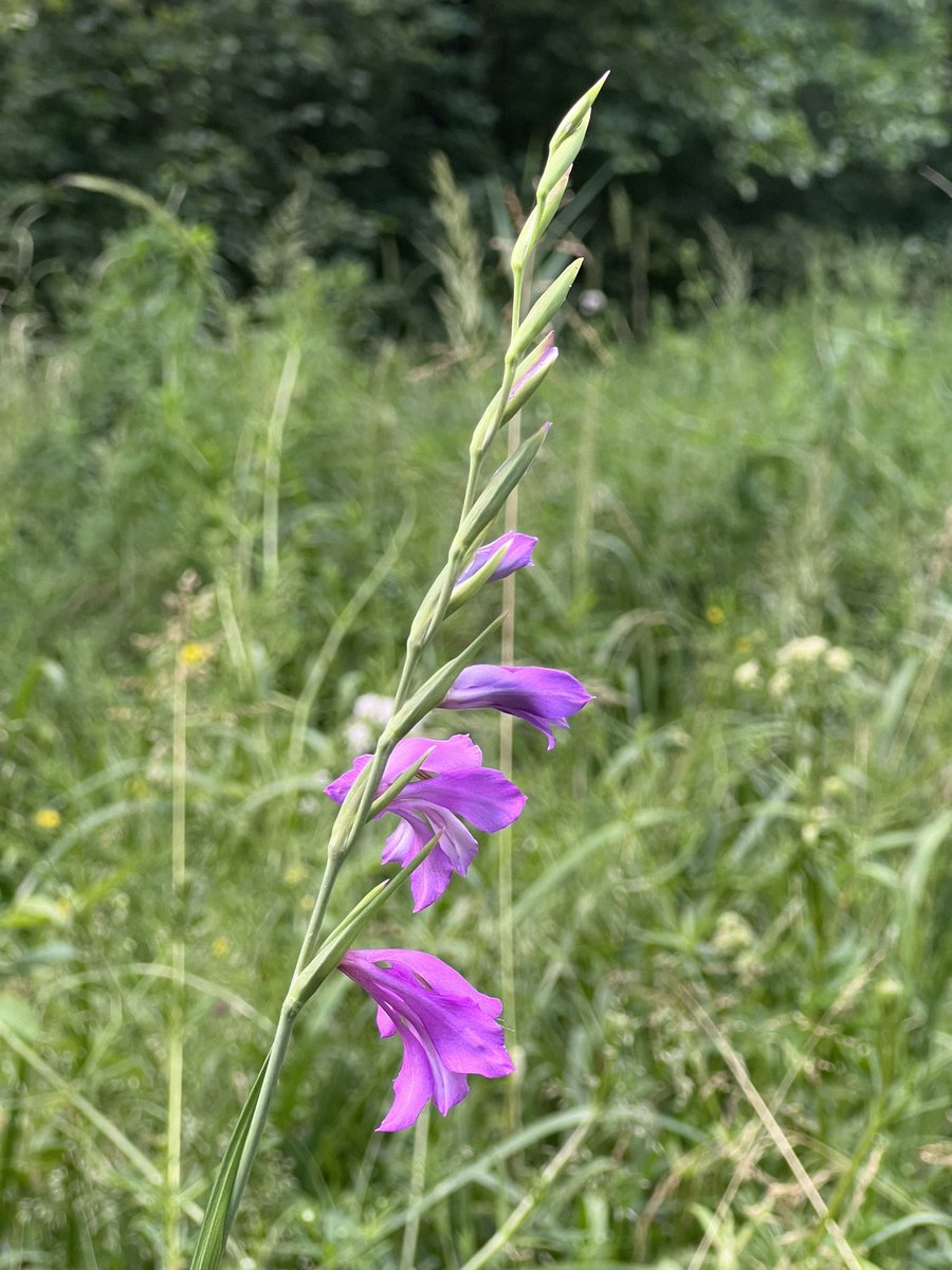Jumstiņu gladiolu nebiju redzējusi kādus 15 gadus. Kādreiz tā auga tēva pļavā, bet tad pazuda. Vakar braucu ar velo no Jelgavas uz Ozolniekiem un priecājos. Aizsargājams augs.