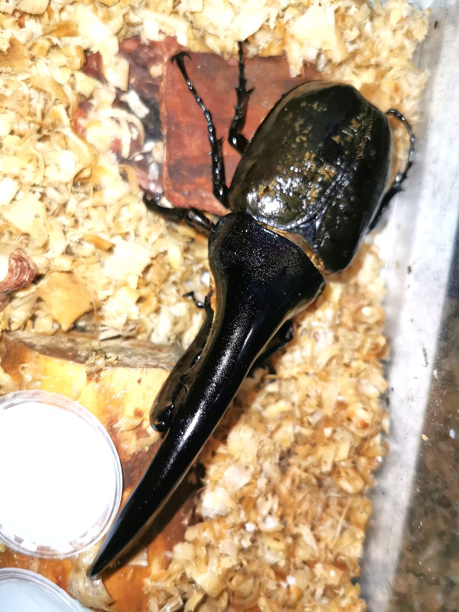 6/10以降❣️ゆりげページ♡ ツー (@two_kabutomushi) / X