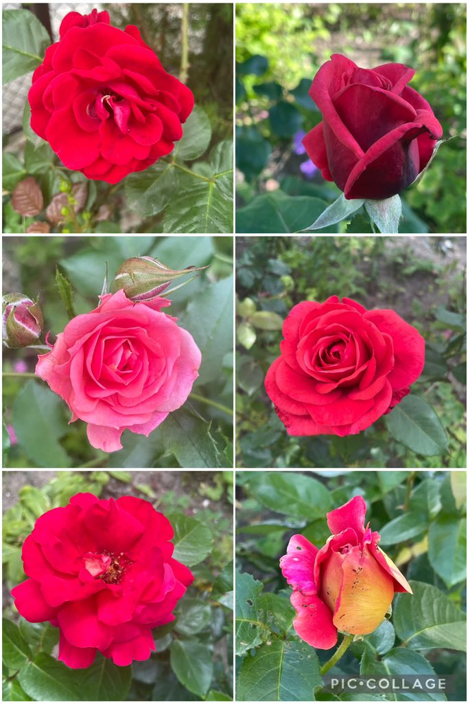 The pink rose from my late sister’s in law garden and red ones for #SixOnSaturday thinking of her today 🩷🥀💕