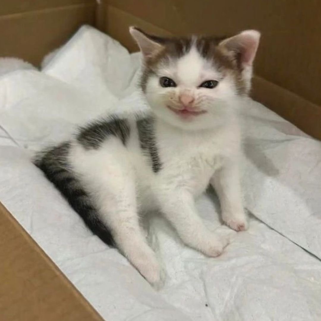 catpicsdealer's tweet image. 