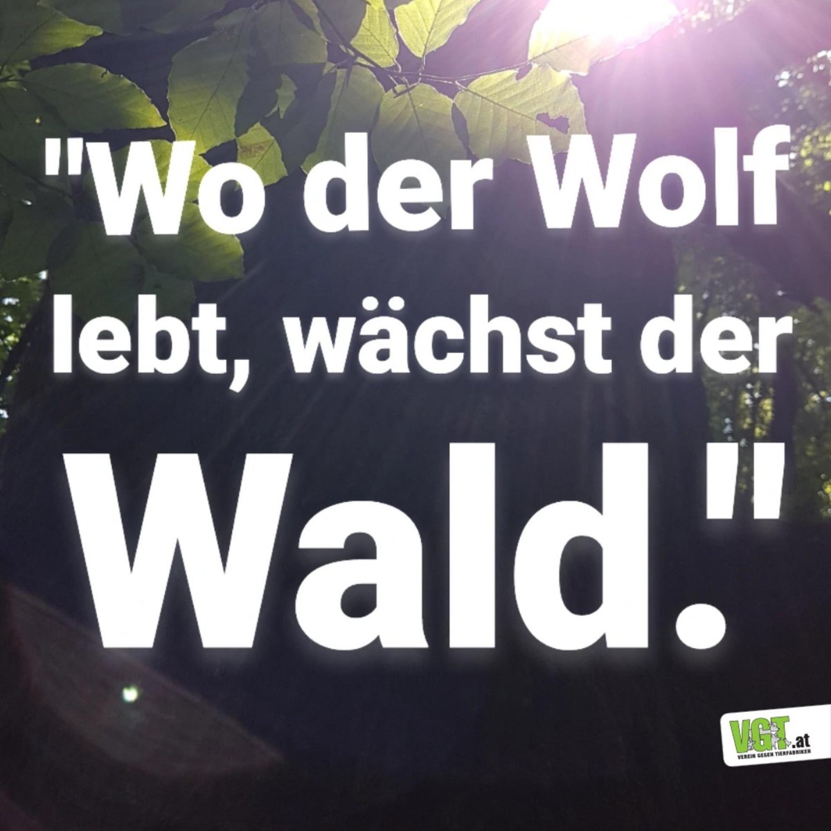 Schluss mit der Wolfshetze! 🐺❤️