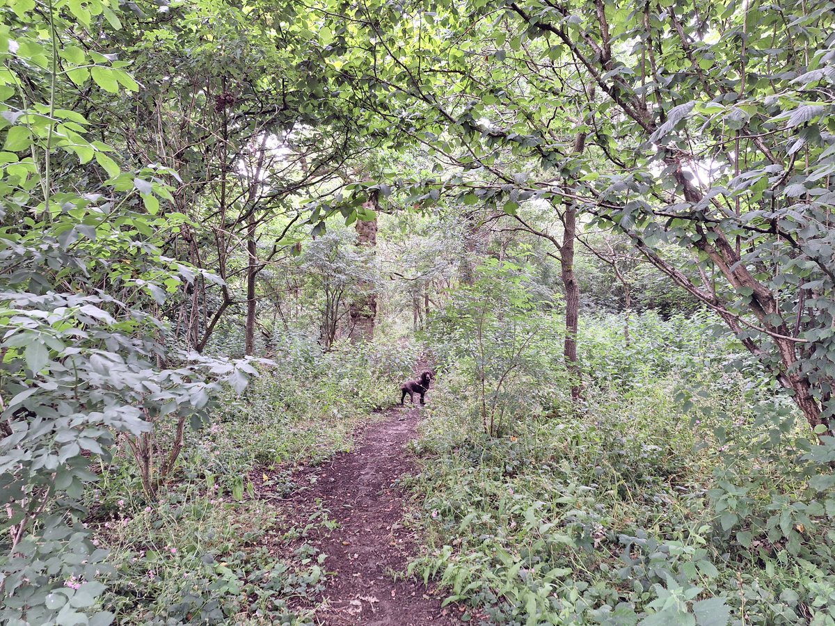 RobJames68's tweet photo. Fun morning walk in the Sussex countryside #HappyDog #WeekendWalking https://t.co/V0XAX861QA