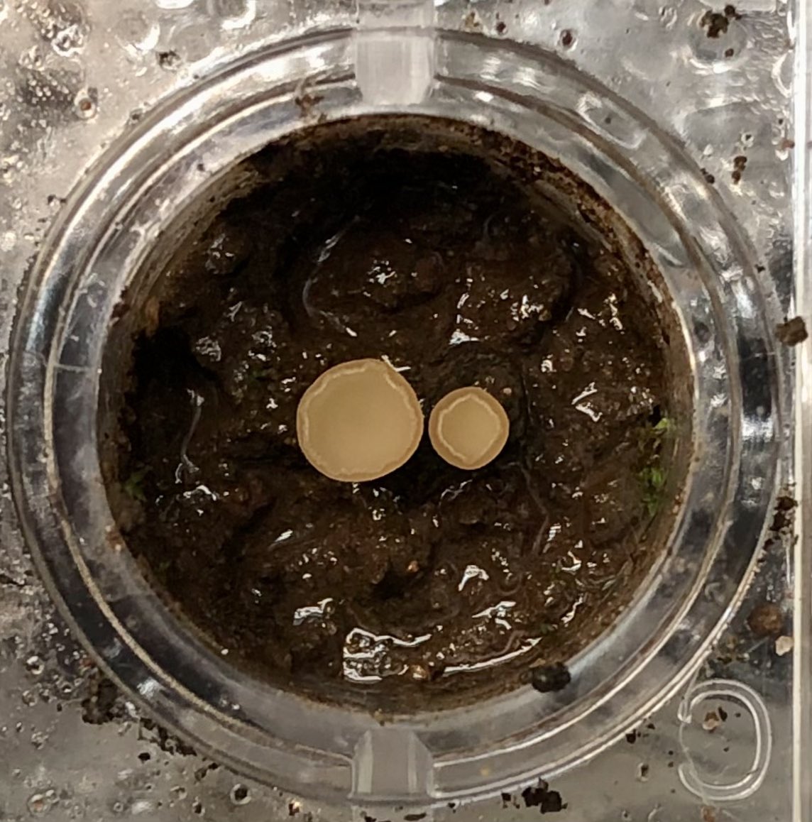 CuongVHan's tweet photo. Successful #germination of a Sclerotinia sclerotiorum #sclerotium in the Lab, resulting in #apothecia with millions of airborne #ascospores.
#CPSphotos2024 - Plant Pathology in the Lab.
#canola #StemRot #Sclerotinia https://t.co/Ifo5JvxB1r