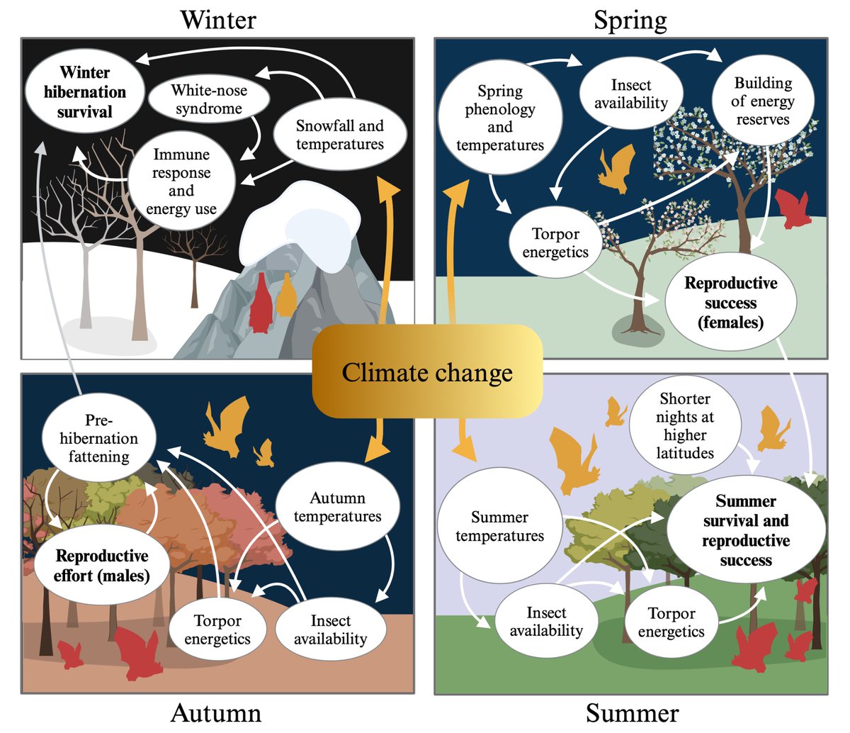 Mari Aas Fjelldal (@mariaasfjelldal) on Twitter photo Got some career-defining news this week: I received a three-year grant from <a href="/forskningsradet/">Norges forskningsråd</a> to do research on bats and climate change in the nordic countries!! 🤩🦇🍾
This means two more years in @BatLabFinland and one final year at the BatLab Norway @UniNMBU! 🦇🦇🦇🦇🦇🦇🦇 Got some career-defining news this week: I received a three-year grant from <a href="/forskningsradet/">Norges forskningsråd</a> to do research on bats and climate change in the nordic countries!! 🤩🦇🍾
This means two more years in @BatLabFinland and one final year at the BatLab Norway @UniNMBU! 🦇🦇🦇🦇🦇🦇🦇