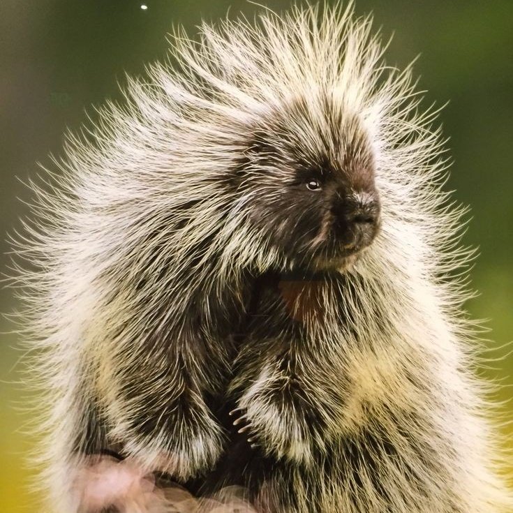 i'm calling this porcupine dress from now on 😭