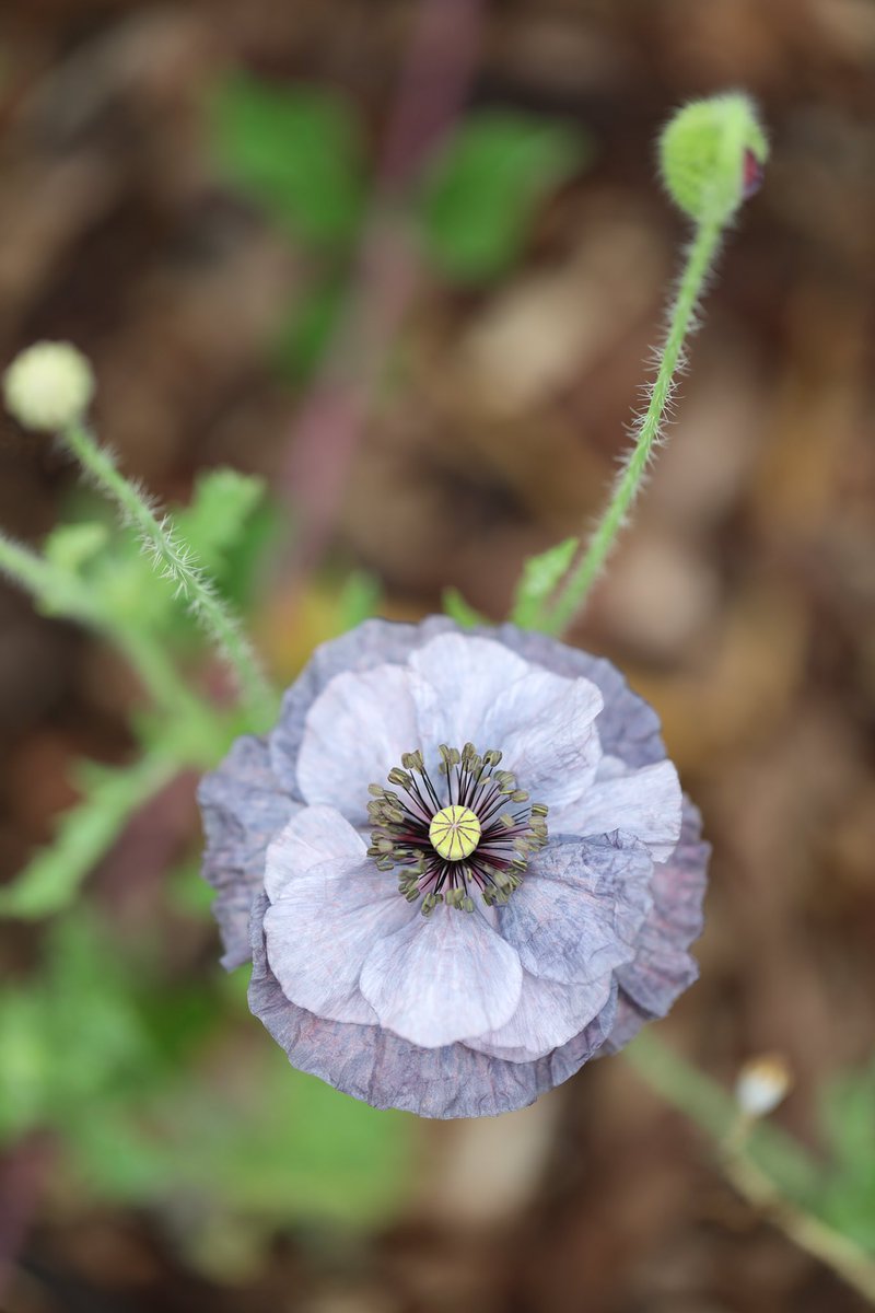 투데이즈 어메이징 그레이.
활짝 핀 거 처음 봄