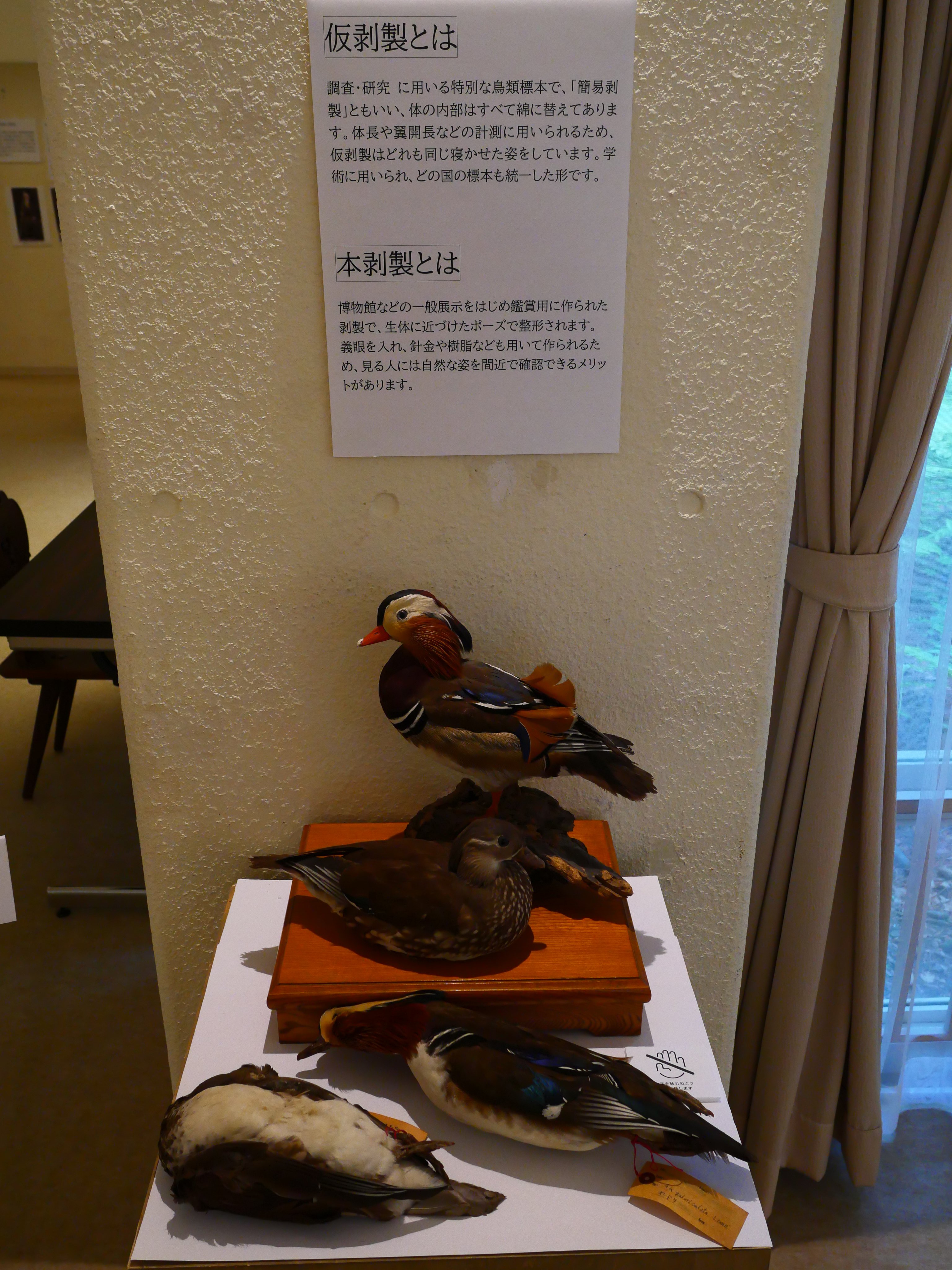 剥製 オシドリ　鳥　木製台座付き オシドリの剥製 木製台座付き