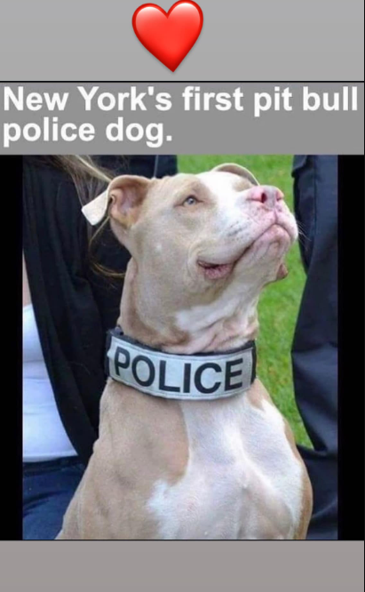 DogLovers03's tweet image. I have always wanted to see a Pitbull Police Dog and finally ……❤️🐶🐕