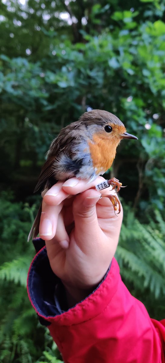 It takes a village to tag the robins and I could not have asked for a better village :D <a href="/LarsBurnus/">Lars Burnus</a> <a href="/sara_dge/">Sara Döge</a>  <a href="/RBorrelia/">Robert E. Rollins</a> <a href="/Pablukas/">Pablo Salmón</a> @GenMig <a href="/ifv_whv/">Institute of Avian Research 'Vogelwarte Helgoland'</a> et al. Super excited to see what our robins will be up to this year!