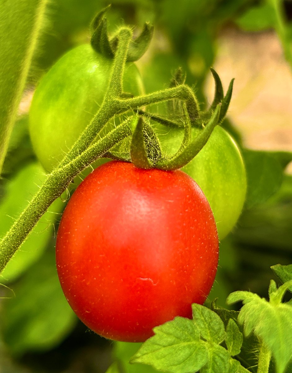 Agronomme_'s tweet photo. THE IMPORTANCE OF DAILY FARM VISITS!

1/7  Monitoring Plant Health: Daily visits help spot signs of disease, pest infestations, or nutrient deficiencies early on. Early detection = quick action! #AGRONOMMETips

#Thread https://t.co/hR1VVmNAvq