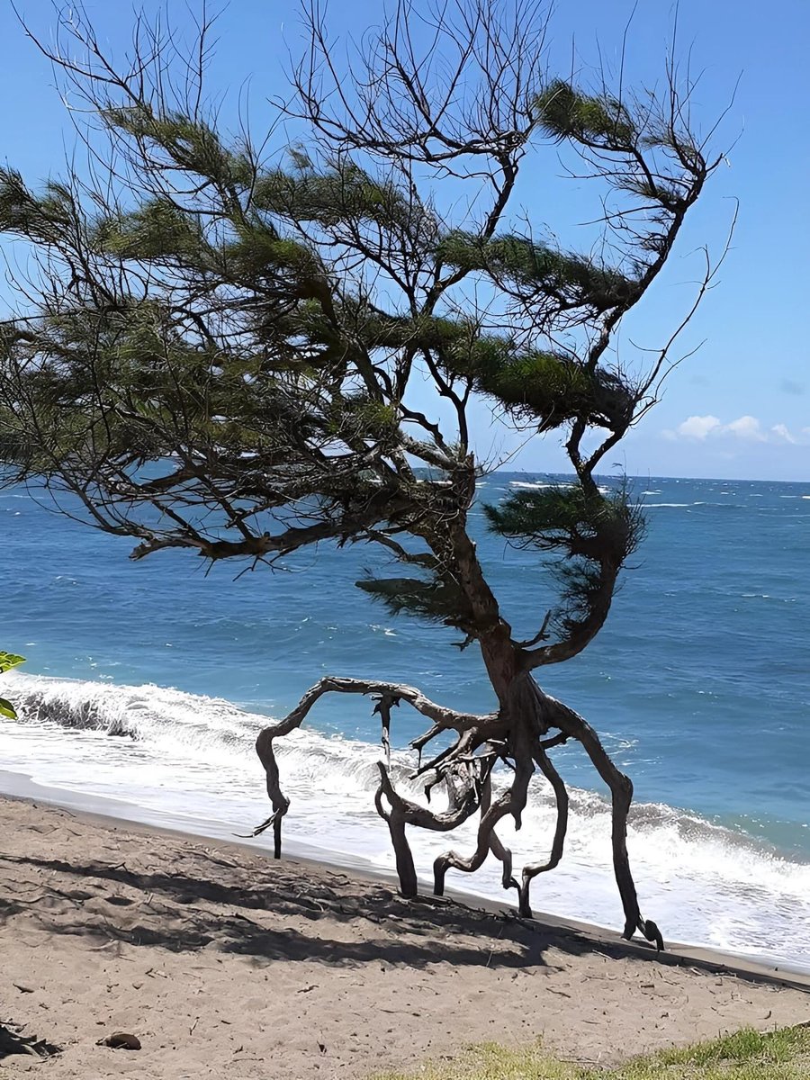 JohnDonoghue64's tweet image. Nothing to see here, just a tree having a bracing early morning run along the beach…