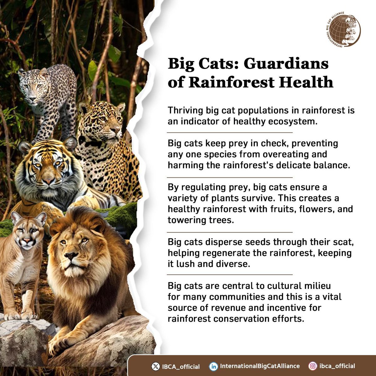 Rainforests hold a secret - majestic #bigcats that silently guard this ecosystem. 

But these predators are more than just hunters, they're ecological guardians.

They act as:
➡️Diversity Defenders
➡️Seed Spreaders
➡️Indicator species
➡️Ecotourism boosters
 
#WorldRainforestDay