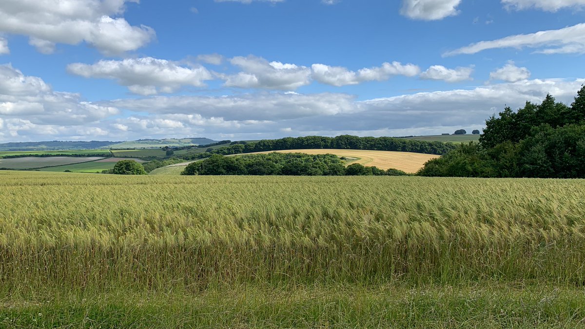 So much negativity out there; enjoy a beautiful Wiltshire Saturday morning view instead