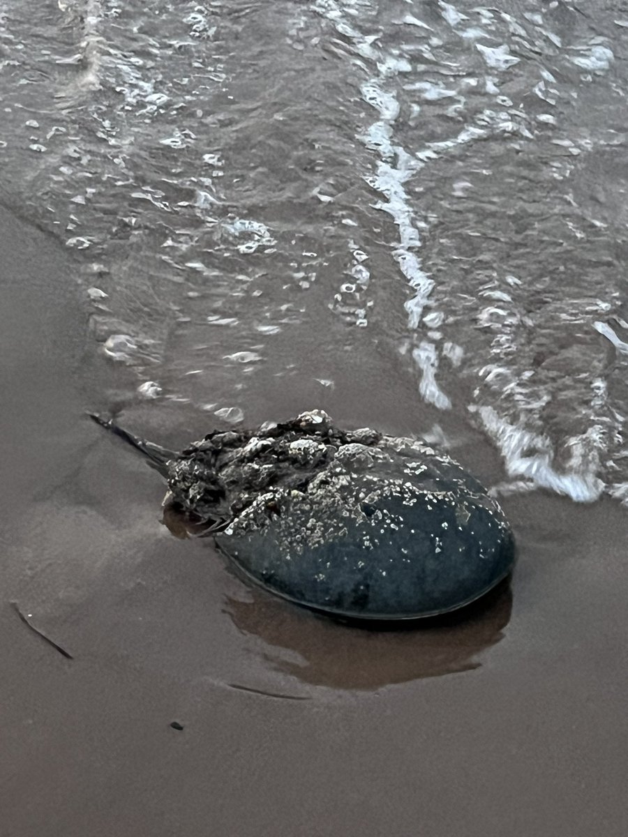 Jewyorican's tweet photo. Horseshoe crabs are friends. If you see one stranded and stuck on its back pick them up, flip them over, and send them on their way. https://t.co/KVXVOi2I9H