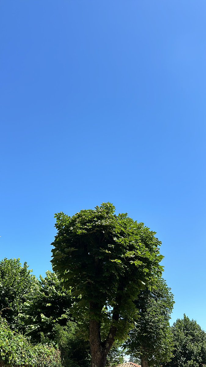 gicadamma's tweet photo. Tagliare il giardino e potare l’edera con annessi trasbordi fini ai megabidoni di #sfalci&ramaglie anziché pedalare come non ci fosse un domani.
E sì che ho voluto la 🚲
Nel blu https://t.co/mynFvVEoms