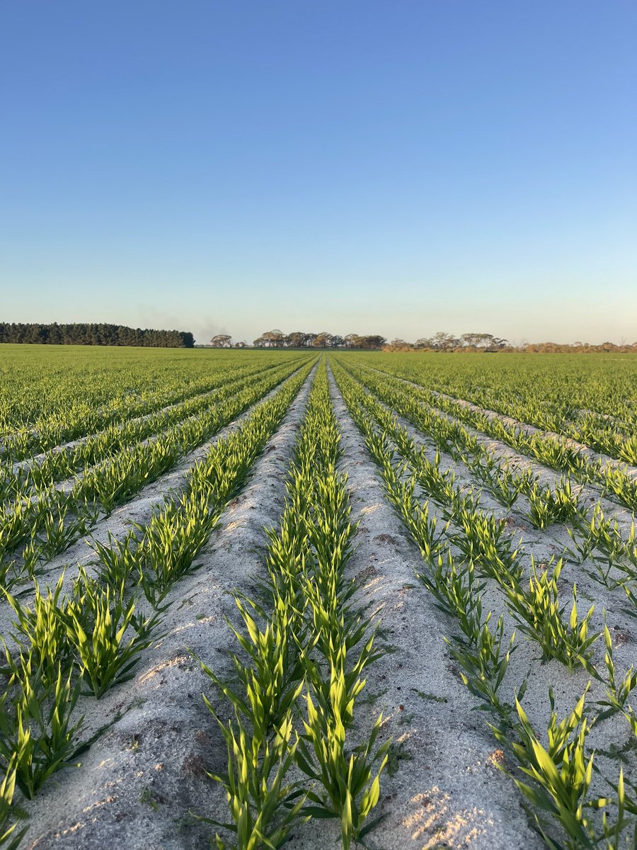 Maximus Barley is looking good so far on our fresh Clay/Spade/Seed country this year. <a href="/CWSoilSolutions/">Central Wheatbelt Soil Solutions</a> <a href="/ImantsBV/">Imants</a>