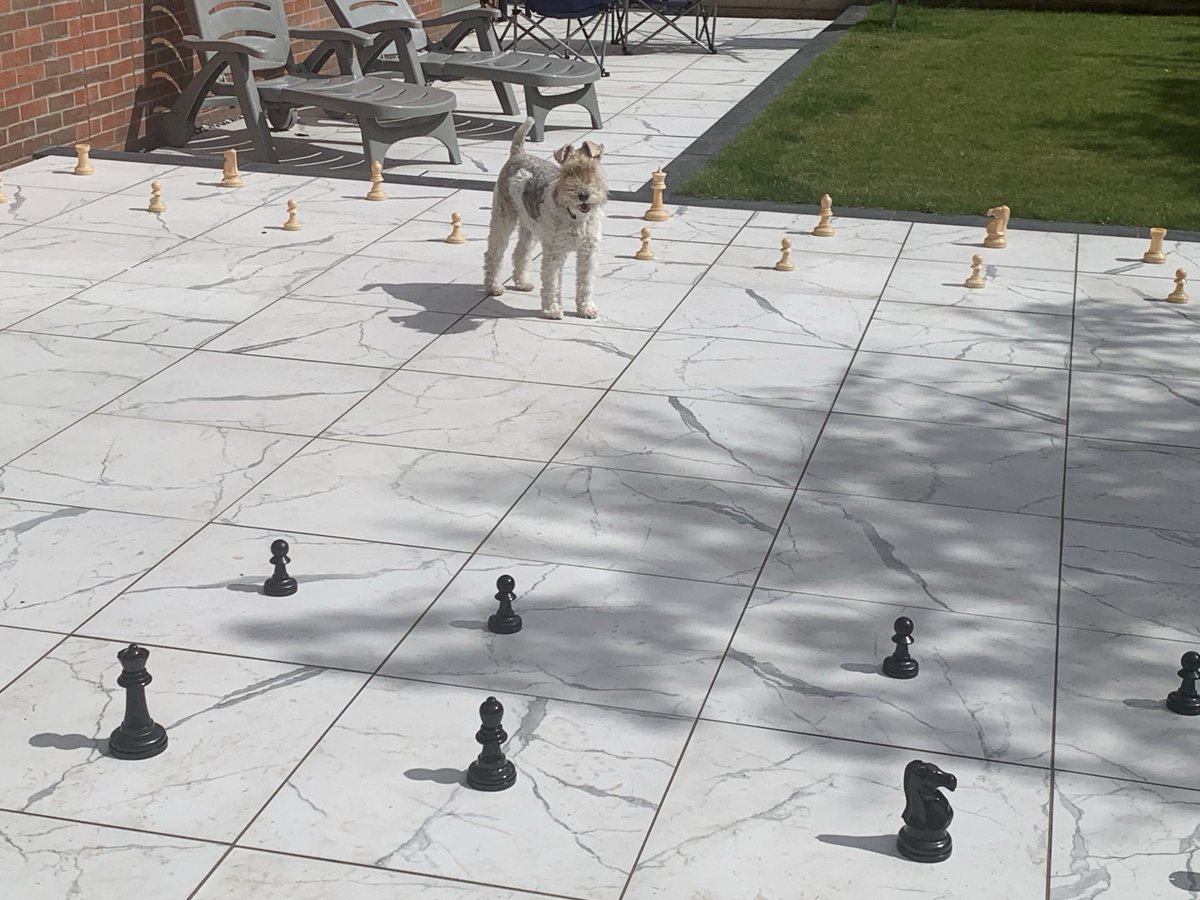NWirefoxterrier's tweet photo. ๐พI is busy puzzling out my next move๐พ #nedz #dogs #wirefoxterriers https://t.co/Nic3rV00Sw
