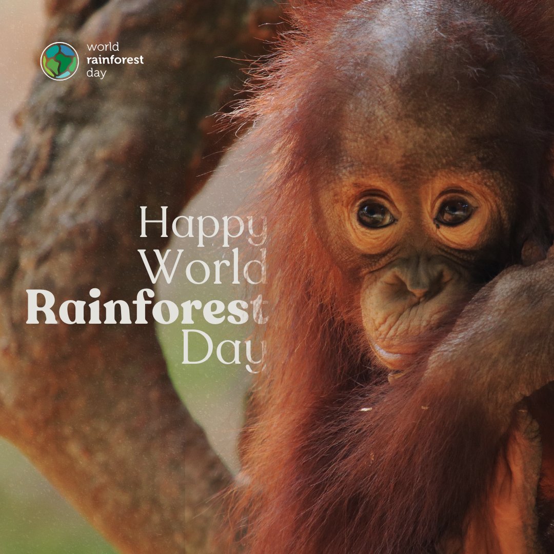 DYK... 

🐸Half of the world’s biodiversity can be found in rainforests 
🌳 Rainforests absorb and store up to 30% of global carbon emissions  
🌍 Scientists agree that protecting rainforests is critical to ensuring a climate-stable future  

<a href="/BirdLife_News/">BirdLife International</a> <a href="/TheWCS/">WCS</a> <a href="/WWF/">WWF</a> <a href="/wwf_uk/">WWF UK</a>