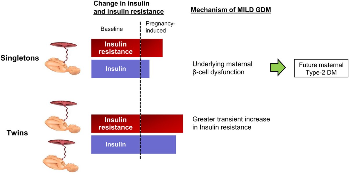 AJOG_thegray's tweet image. Gestational diabetes in twin pregnancies—a pathology requiring treatment or a benign physiological adaptation?  Pathophysiology of GDM in singleton and twin pregnancies ow.ly/SiTr50SnHmV