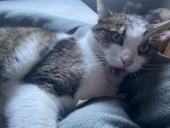 The mood swings 🙄😂❤️ https://t.co/ZkUHoW6fHU<a href="/tag/omg"class="tags"><span>&#35;omg</span></a><a href="/tag/cummingsoon"class="tags"><span>&#35;cummingsoon</span></a>