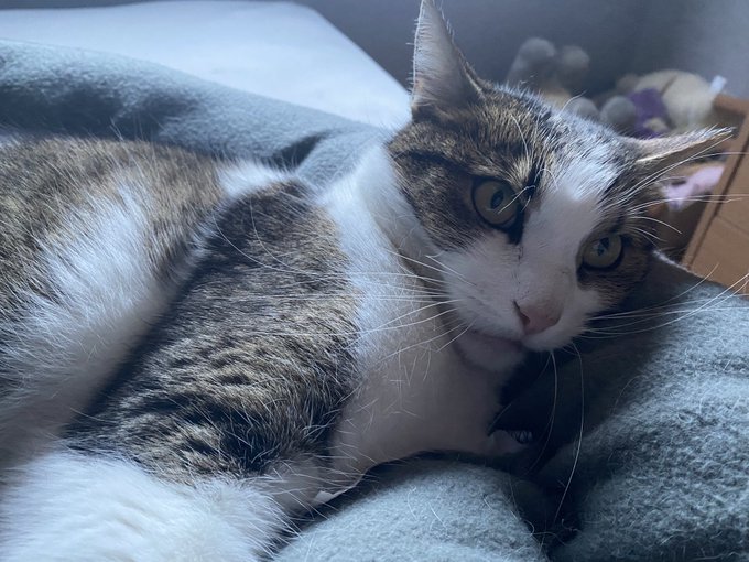 The mood swings 🙄😂❤️ https://t.co/ZkUHoW6fHU<a href="/tag/omg"class="tags"><span>&#35;omg</span></a><a href="/tag/cummingsoon"class="tags"><span>&#35;cummingsoon</span></a>