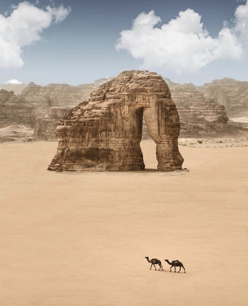 camel_genome's tweet photo. من خطوتها يبدأ اللحن، ويكتمل القصيد.
في #اليوم_العالمي_للإبل؛ نتغنى بحبها

#اليوم_العالمي_للإبل
@F_BinHithleen 
@MEWA_KSA @CamelClub @NFDP_KSA @MOCSaudi 
#السنة_الدولية_للابليات https://t.co/mL3jOwPT42