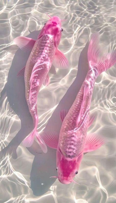 𓆩♡𓆪 tweet media